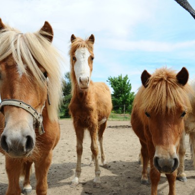 gang de poney