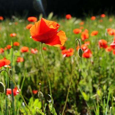 Flower by Olivier
